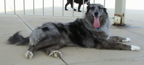 Side view, a merle colored, black and grey with white Catahoula Leopard Dog/Collie/Great Pyrenees mix is laying on a concrete surface and it is panting looking forward.