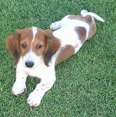 Charlie the brown, black and white piebald Dachshund puppy is laying out in grass
