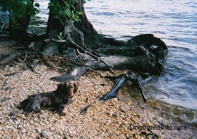 Elvis the long-haired dapple Dachshund is sitting in front of a large tree and a body of water