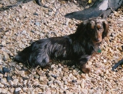Elvis the long-haired dapple Dachshund is sitting on a large amount of rocks. There are pieces of wood behind him.