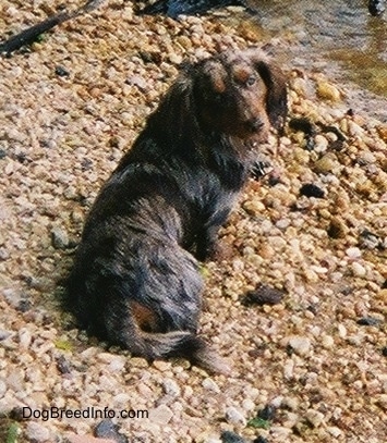 Elvis the long-haired dapple Dachshund is sitting on rocks in front of a body of water and looking back towards the camera