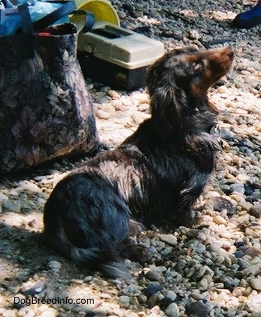 Elvis the long-haired dapple Dachshund is sitting on rocks and there is a couple bags behind it and a box of fishing lures