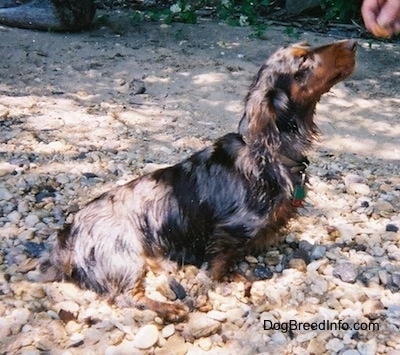 Elvis the long-haired dapple Dachshund is sitting in front of a person and being given a snack