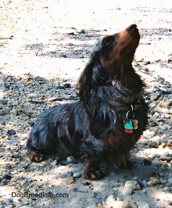 Elvis the long-haired dapple Dachshund is sitting on beach side rocks and looking up