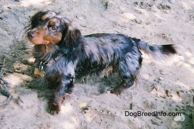 Elvis the long-haired dapple Dachshund is wet and standing in sand