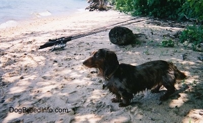 A Wet Elvis the long-haired dapple dachshund is standing in sand and facing towards a body of water