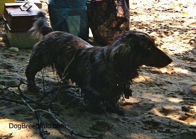 A very wet Elvis the long-haired dapple Dachshund is standing in sand and there are bags and a tackle box behind him