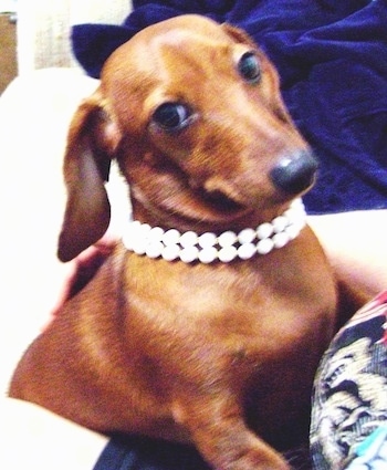 Gretta the tan Dachshund is laying on a couch next to a person and she has pearls around her neck