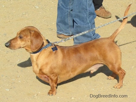 Willow the Dachshund is standing outside in brown dirt and there are two people behind him