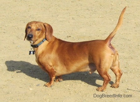 Left Profile - Willow the tan Dachshund is standing in dirt with his tail up looking towards the camera holder