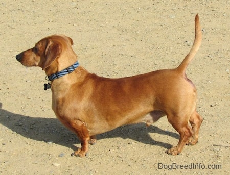 left Profile - Willow the tan Dachshund is standing in dirt. His tail is up in the air