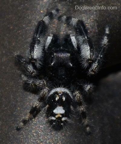 Close Up Top Down - Daring Jumping Spider crawling down a chair leg