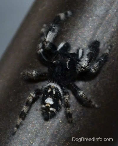 Close Up - Daring Jumping Spider crawling along a chair leg