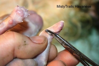 Close Up - Dewclaw being removed correctly while being held by a hand