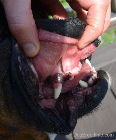 Close Up - A person exposing the large underbite of a dog by pulling up the dog's top lips