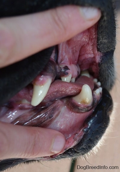 Close Up - A person pulling up the lips of a dog to show the severe underbite