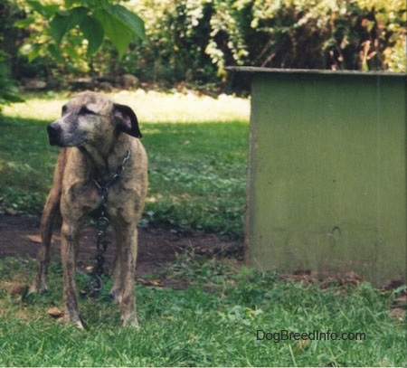 A Dog is standing outside in the grass chained to a green doghouse