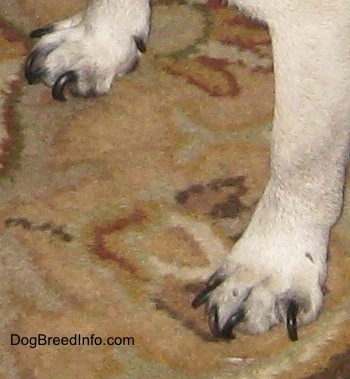 A dog is standing on a carpet with black nails that are curling.