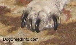 Close up - Unkempt long nails of a dogs paw that is standing on a carpet. The nails are curling forward towards the dog's paw.