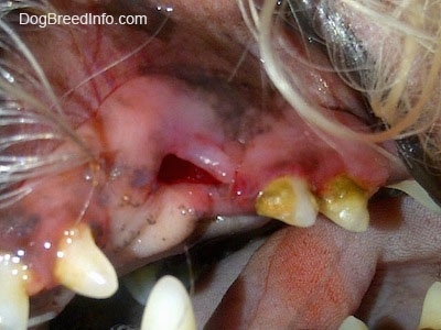 Close up - The dirty mouth of a dog with a recently pulled tooth.