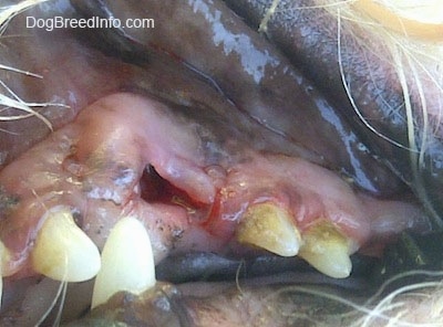 The dirty mouth of a dog with a recently pulled tooth with tarter on the front teeth and cleaner teeth near the back of the mouth where they were cleaned.