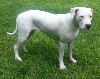 dogo argentino cropped ears