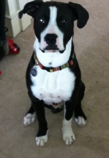 Briggs the black and white Bull Boxer Terrier wearing a striped collar sitting on a tan carpet
