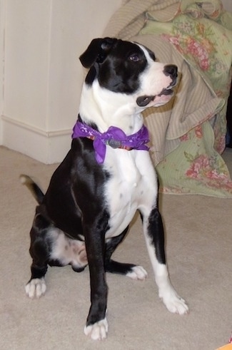 Briggs the black and white Bull Boxer Terrier wearing a striped collar and also a purple bandana. Briggs is sitting on a carpet and there is a flower print blanket piled on top of a chair in the corner