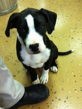 Briggs the black and white Bull Boxer Terrier as a puppy is sitting on a yellow floor in front of a person and looking up