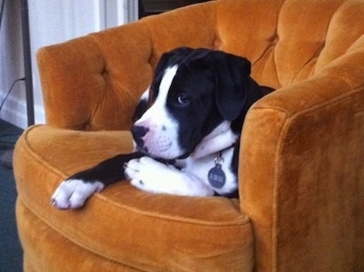 Briggs the black and white Bull Boxer Terrier puppy is laying in a orangish chair and looking forward