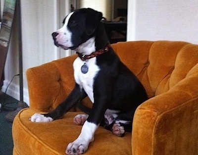 Side-view - Briggs the black and white Bull Boxer Terrier puppy is sitting in a orangish chair and looking forward
