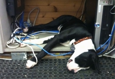Briggs the black and white Bull Boxer Terrier as a puppy is sleeping on top of a buhch of wires next to a computer