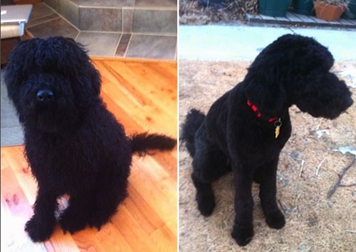 Left Picture - Banshee the Double Doodle is sitting on a hardwood floor and her coat is very long and wooly. Right Picture - Banshee the Double Doodle is sitting outside in brown grass and her black coat is groomed short