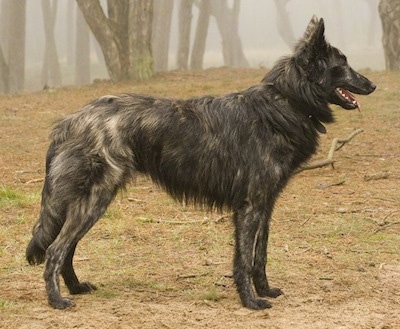 Right Profile - A brown brindle Dutch Shepherd is standing outside in woods. There is a lot of fog in the distance.