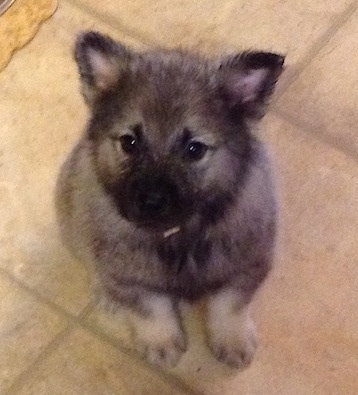 A gray and black Elk-Kee puppy is sitting on a tiled floor and looking up