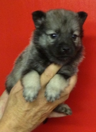 A gray and black Elk-Kee puppy is being held up against a red backdrop