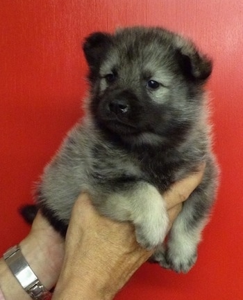 A gray and black Elk-Kee puppy is being held up in the air by a persons hands in front of a red wall