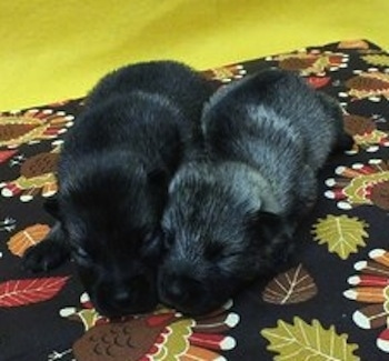 Two Elk-Kee puppies are laying on a turkey print napkin next to a yellow wall.  One puppy is black and the other is gray and black.