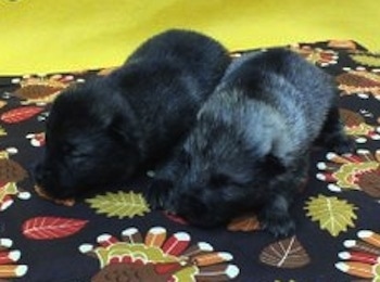 Two Elk-kee Puppies are sleeping on a turkey print surface with a yellow wall behind them. One puppy is black and the other is gray and black.