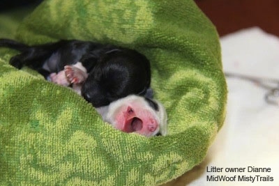 Two puppies that were revived after the c-Section