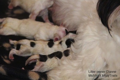 Close Up - Puppies nursing from the mother