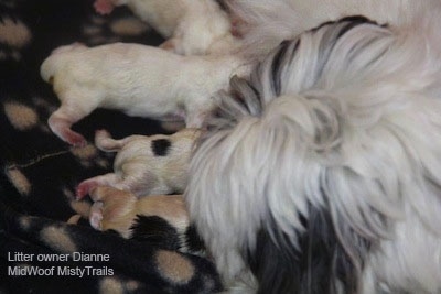 A litter of puppies nursing