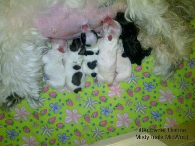 Close Up - Six Puppies nursing