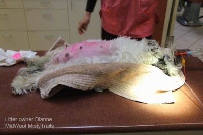 A dog laying on veterinarians table getting prepped for surgery.
