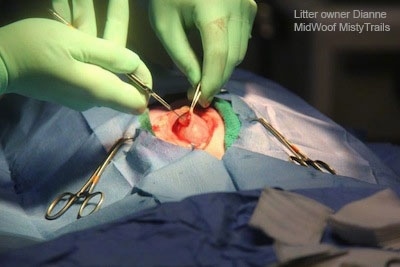 Vet cutting the uterine horn