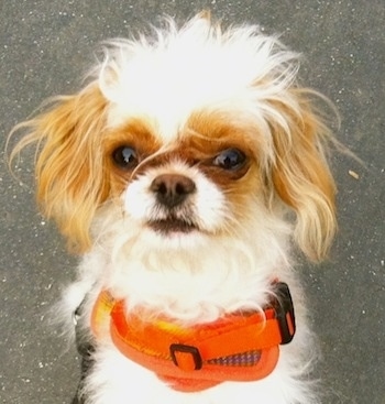 Close Up head shot - Poppy the brown and white Eng-A-Poo is wearing an orange harness sitting on a sidewalk