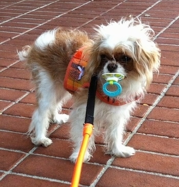 Poppy the brown and white Eng-A-Poo is standing on a brick surface with a pacifier in her mouth