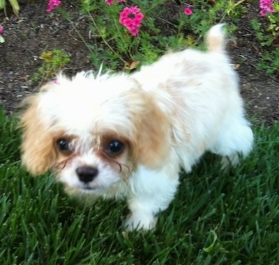 Poppy the tan and white Eng-A-Poo puppy is standing in grass and there is a garden with pink flowers behind her.