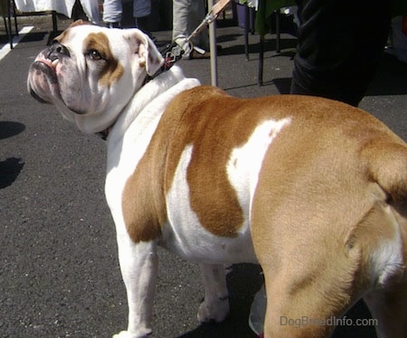 Adult Bulldog at a flea market standing on a blacktop looking up and back