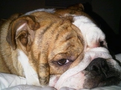 Close-up head shot - Ringoo the British Bulldog laying down on a bed staring at the camera holder